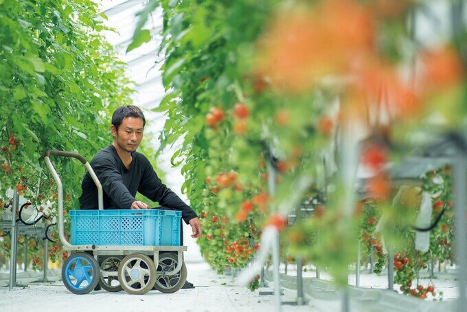 ミニトマトの栽培