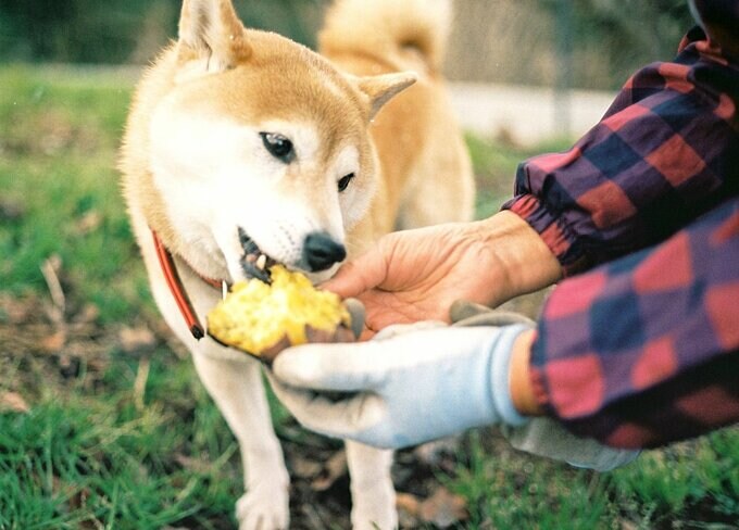 イモを食べる犬