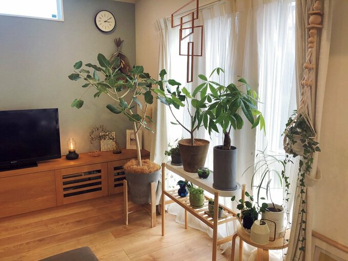 リビング窓際の植物