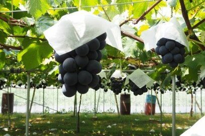 お米、パプリカ、ブドウを収穫！ おいしい作物ができる過程を知れてうれしい！