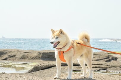 犬と母と春の海辺で並んで。潮風に包まれ幸せを感じたひととき