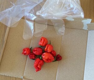 キャロライン・リーパー