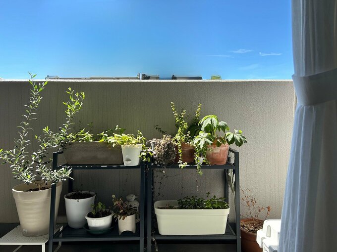 宮入さん家庭菜園