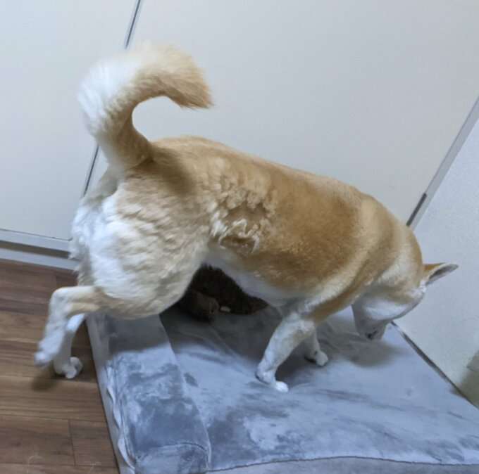 ふうちゃん1
