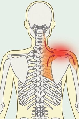 10秒刺激で弱った背骨に活力を！肩こりに効く【人体力学】体操