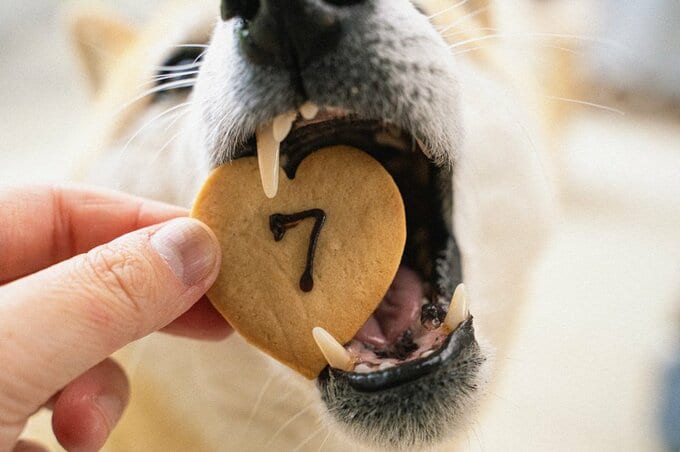 7と書かれたお菓子をかじる犬