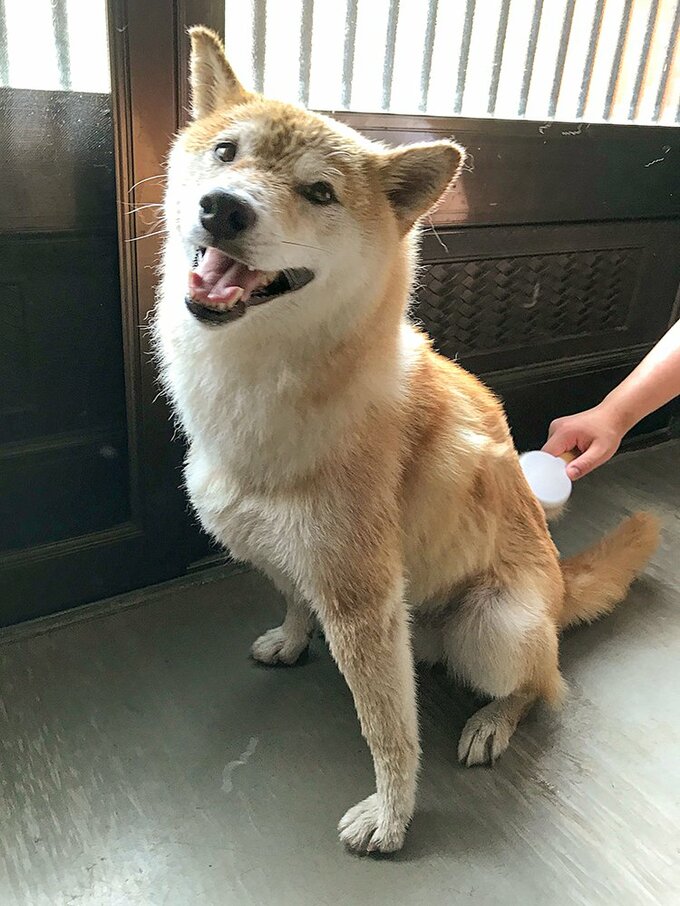 ドライヤーの風にのって、毛が舞っていく