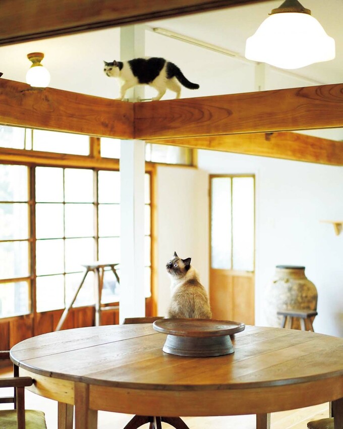 キャットウォーク