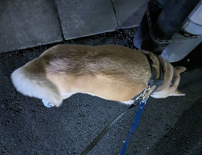ふうちゃん