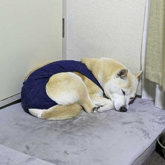 丸まっている犬