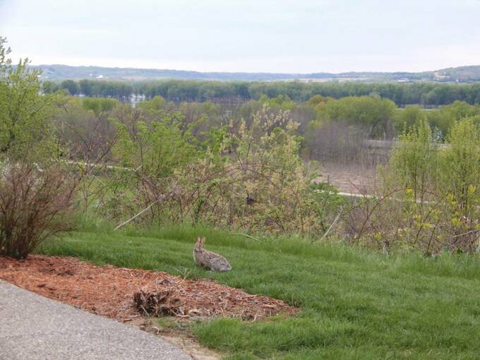 庭に現れたうさぎの様子