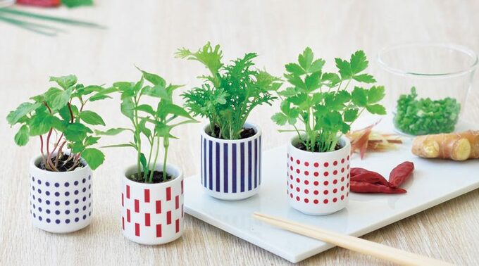 おちょこにシソなど