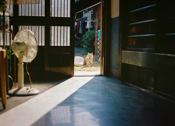 室内を見つめる犬の様子