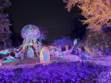 冬のお出かけにぴったりの「イルミネーション」。快適に楽しむためのポイントも