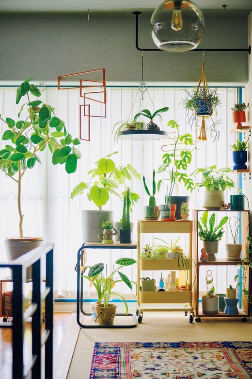 きれいに配置された観葉植物