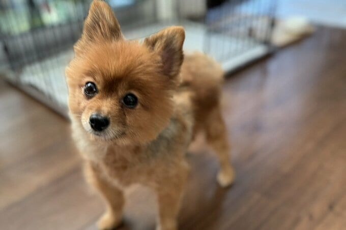 家の中で過ごす犬