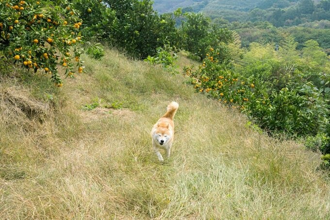 自然を駆け回る犬