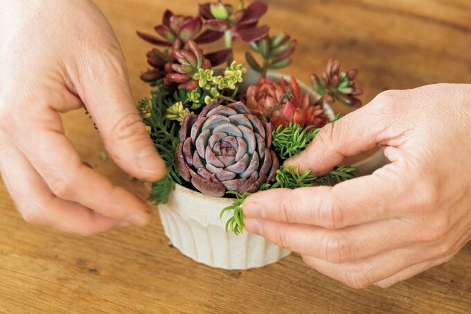 多肉植物を植える