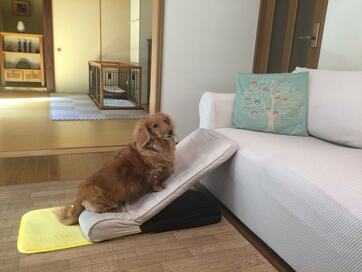 愛犬と楽しく暮らす家を訪問。アイデア＆DIY次第で、専用スペースや庭がなくてもHAPPY！