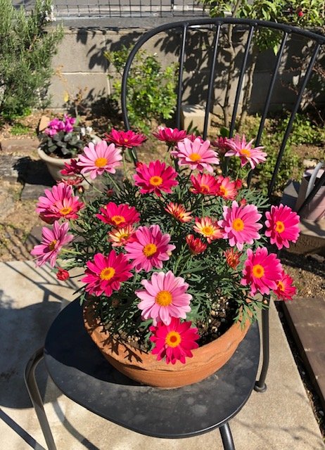 花ピンク
