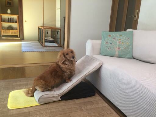 愛犬と楽しく暮らす家を訪問 アイデア Diy次第で 専用スペースや庭がなくてもhappy Esseonline エッセ オンライン