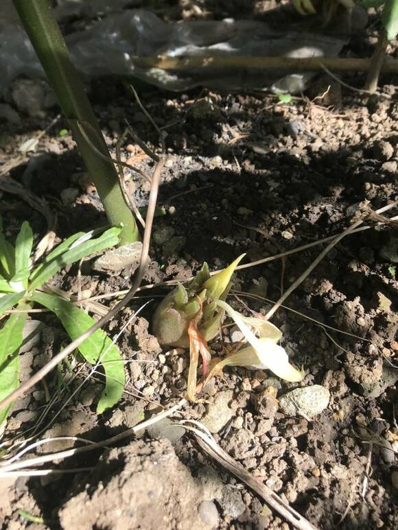 ミョウガがなっている様子