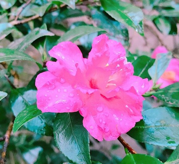 ピンクのお花