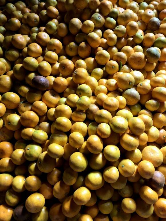 みかんは人間と同じく個性的