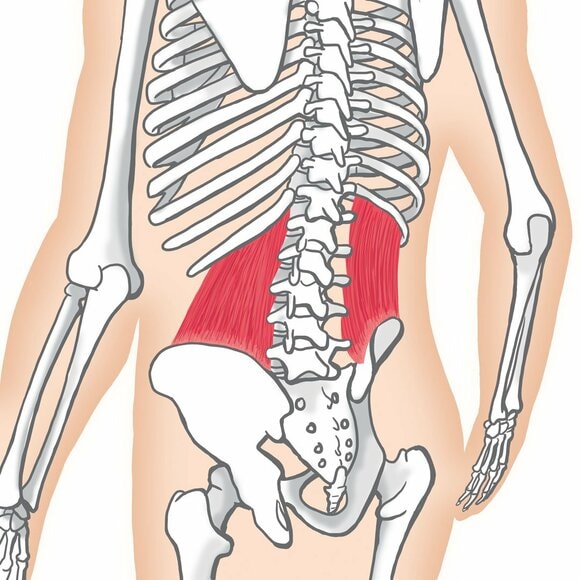 腰方形筋イラスト