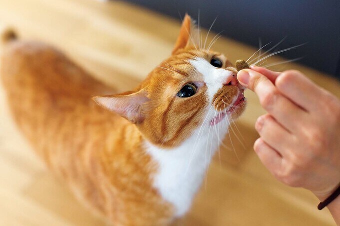 食いしん坊のネコ