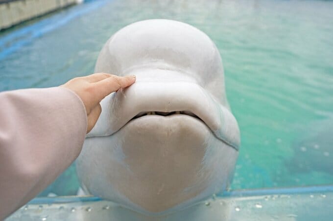 シロイルカに触る