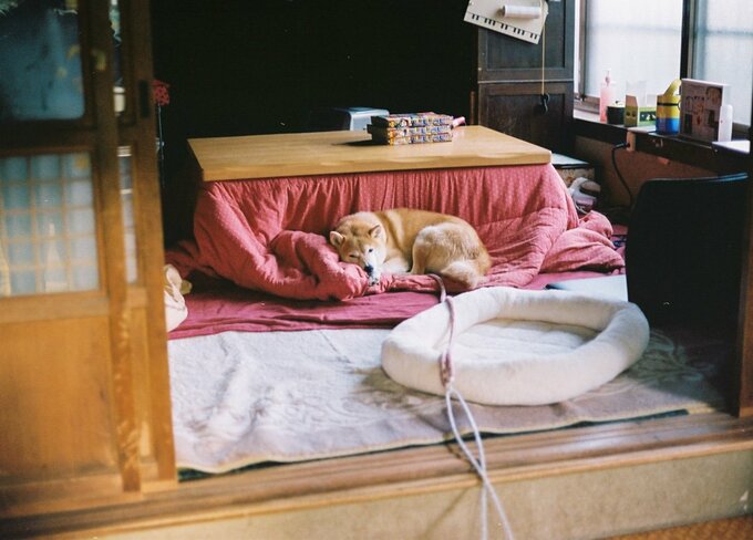 コタツの横で寝る犬の様子