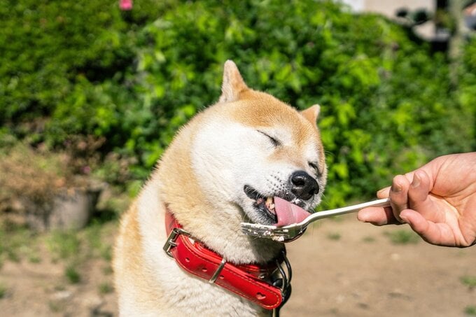 スプーンからケーキを食べる犬
