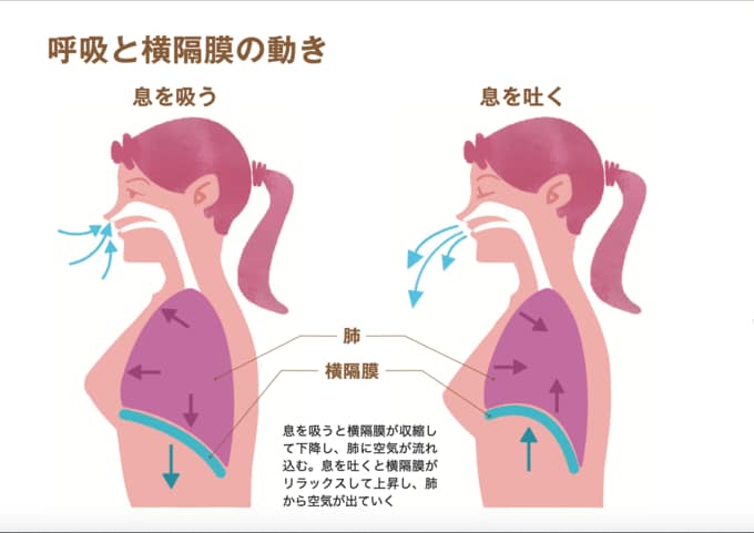 呼吸と横隔膜の動き