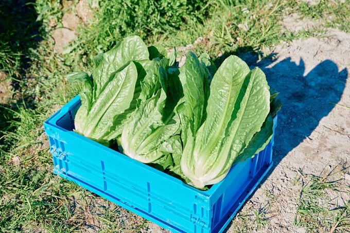 ロメインレタス