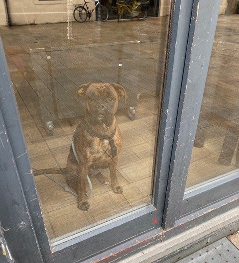 窓の外を見る犬