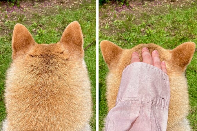 撫でられると耳を開く犬3