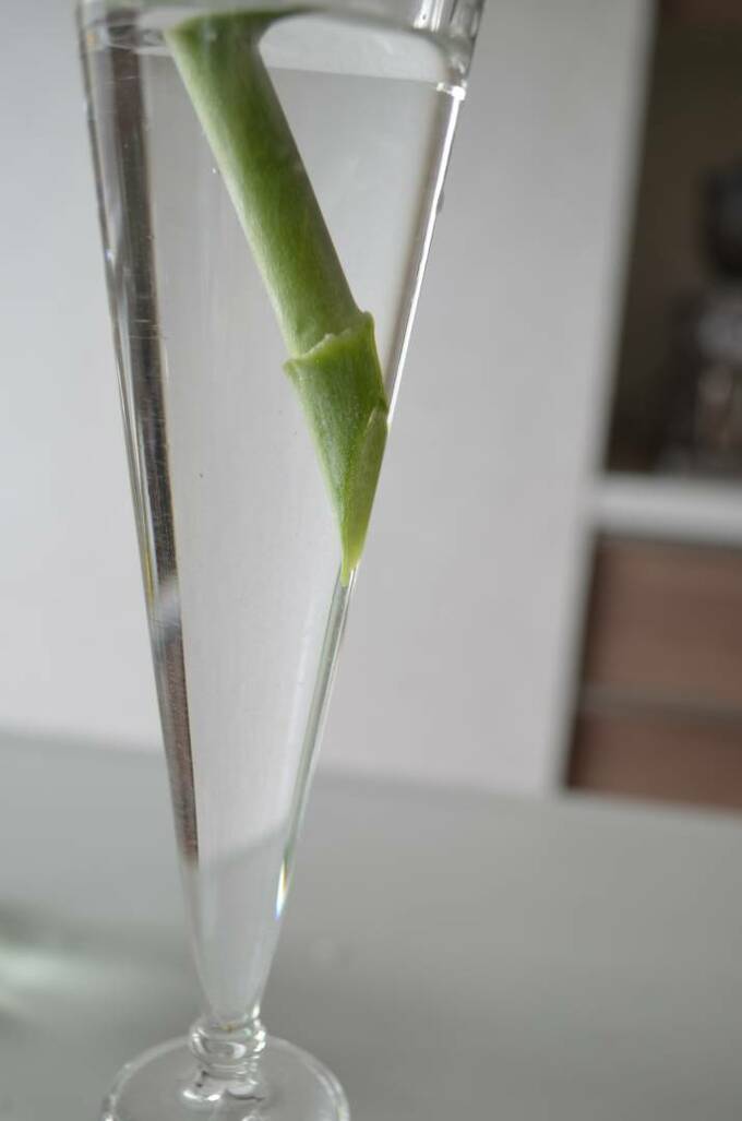 茎の切り口を壁に沿うよう斜めに切る