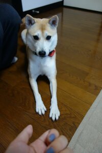 じっ…と見つめるふうちゃん