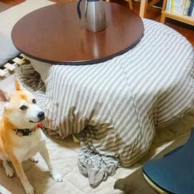 【保護犬マンガ】ねえ、さびしいんですけど！いたずらしたのにドヤ顔わんこのかまってアピール