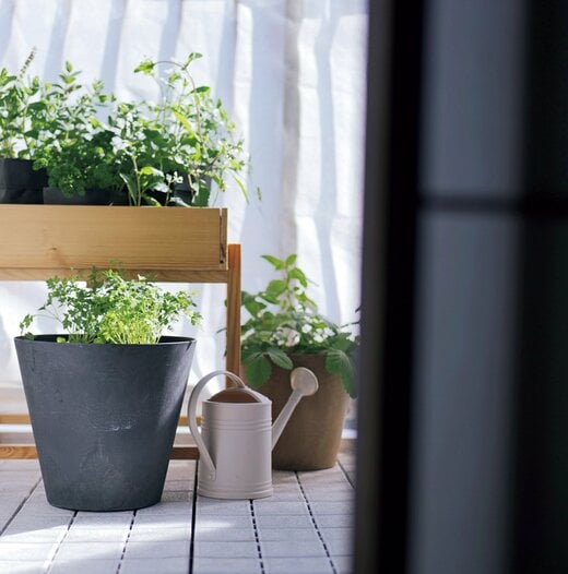 ベランダに置かれた観葉植物