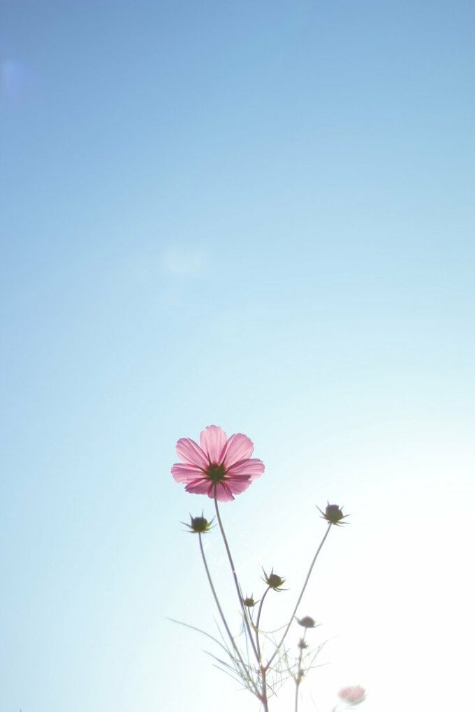 コスモスの魅力は、後ろ姿にも