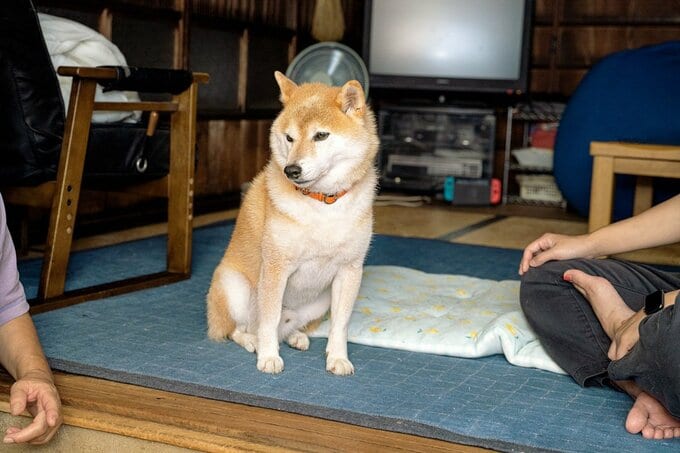 おすまし顔の犬