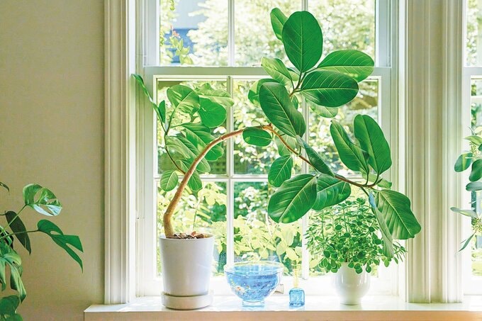 窓際にある植木鉢