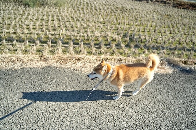 犬と田んぼ沿いの散歩