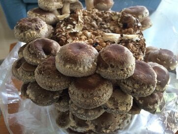 シイタケ栽培キットで鍋やハンバーグを満喫！ヘルシーに冬のごちそうを食べつくせ！