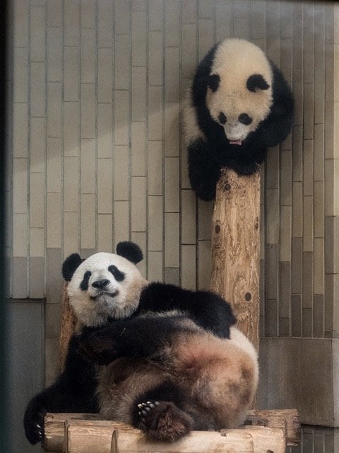 シャンシャンとシンシン