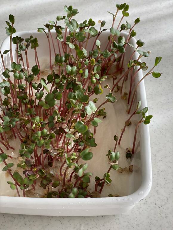 容器に赤茎かいわれ大根