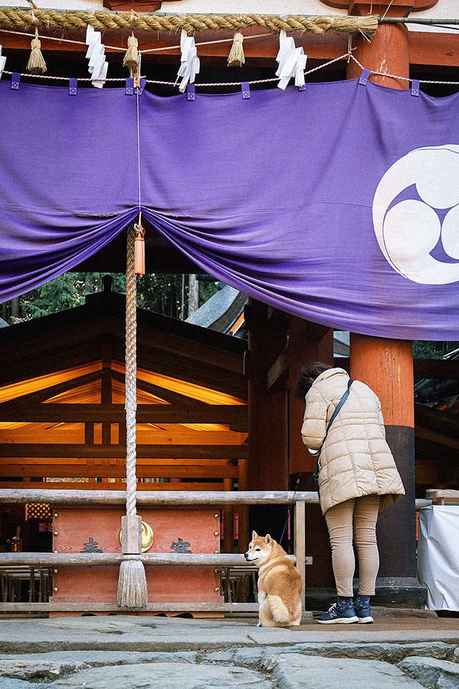 参拝する女性と犬