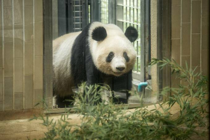 入ってくるパンダ